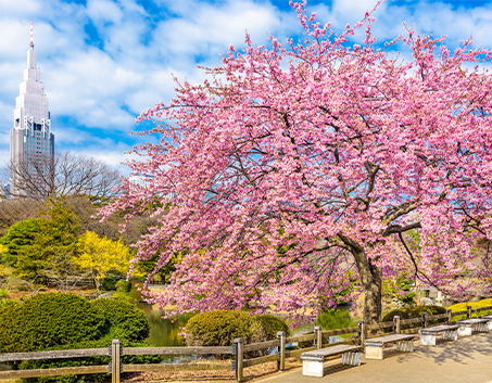 Sakura Season Japan